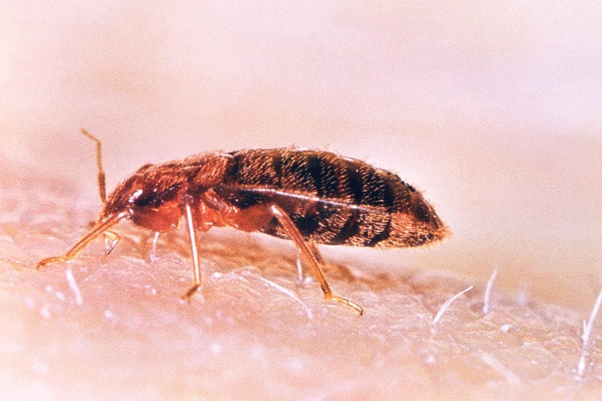 Bed Bug Feeding (Macro)