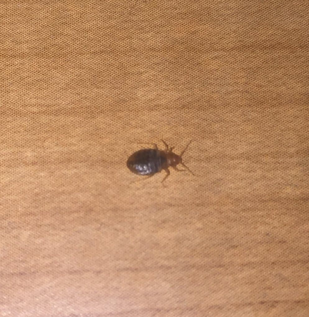 Bed Bug Found on Furniture