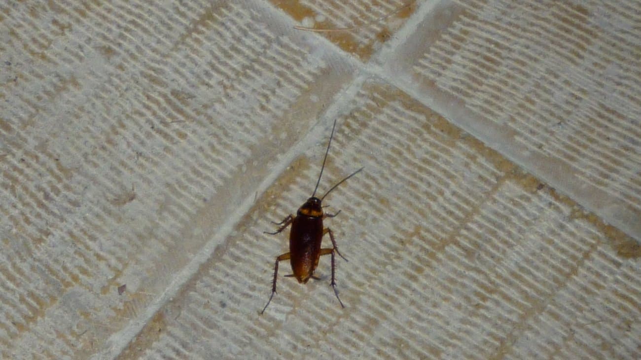 Cockroach Found Indoors