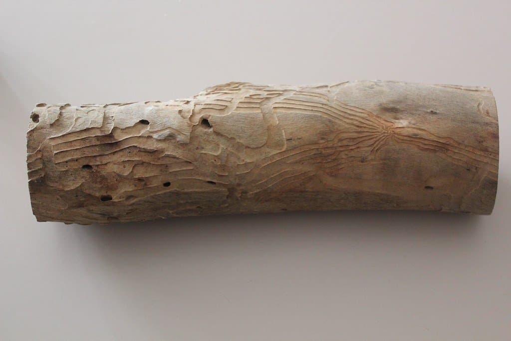 Termite-Damaged Timber